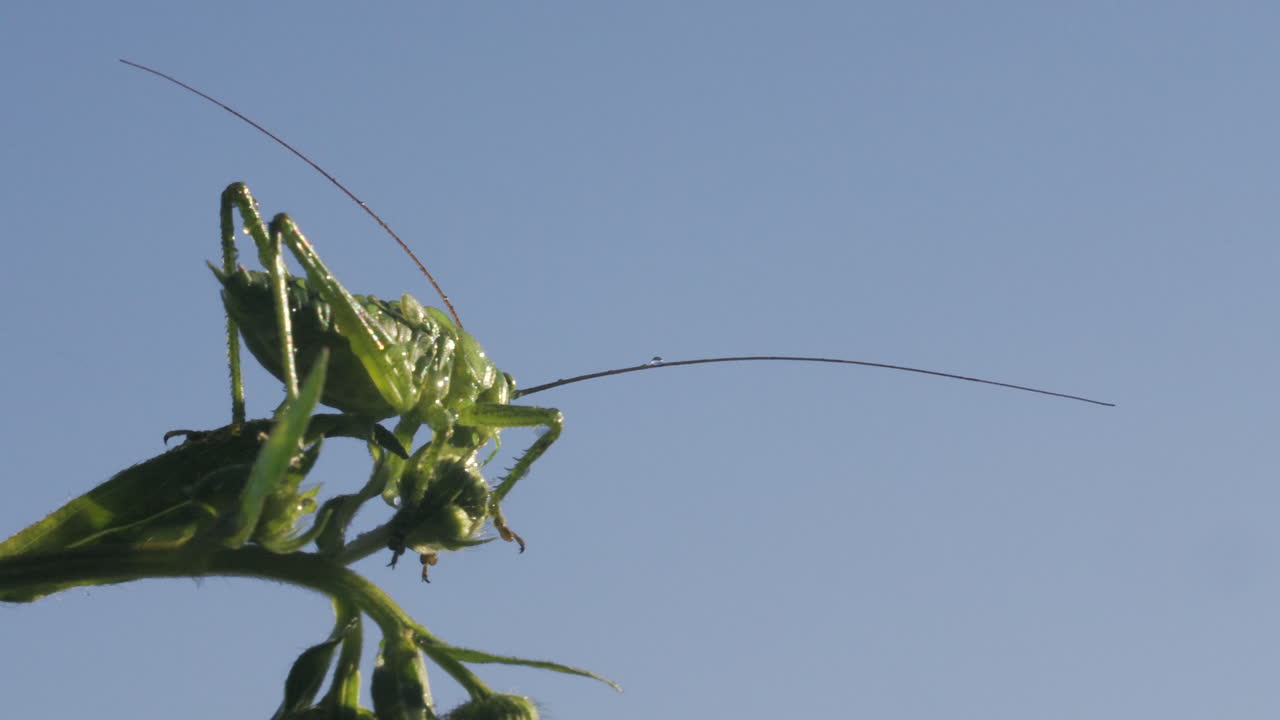 saltamontes verdes en la planta