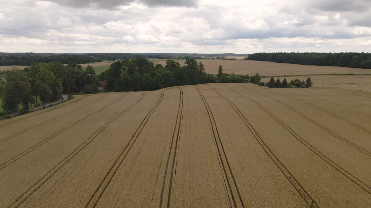 снимок с воздуха с наклоном вниз золотистого злакового кукурузного поля и аллеи деревьев в пасмурный день
