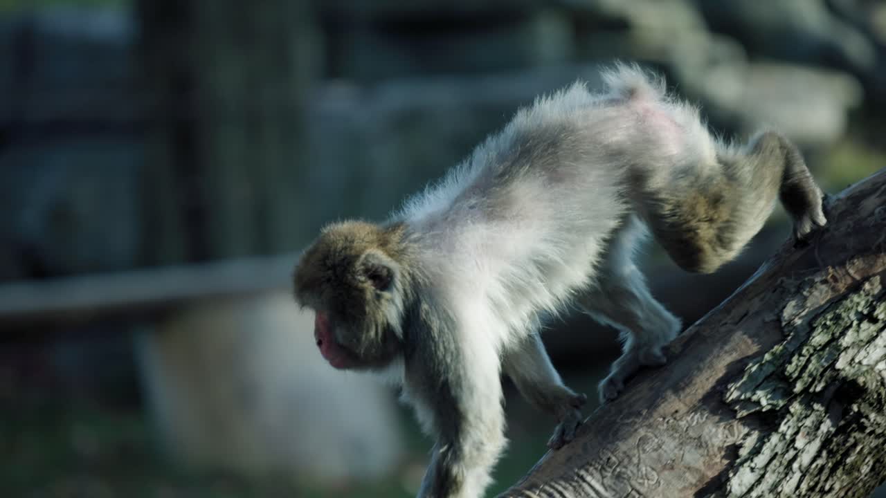 macaco japonés caminando sobre un árbol caído con fondo borroso