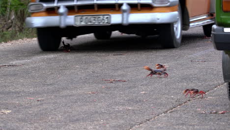 Land-crab-migration-across-a-roadway