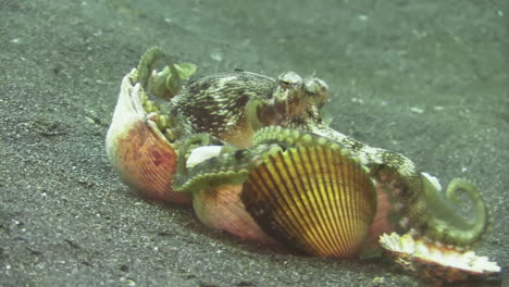 coconut octopus fails to carry away 6 mollusk shells at the same time, loses some shells, close-up shot on sandy bottom