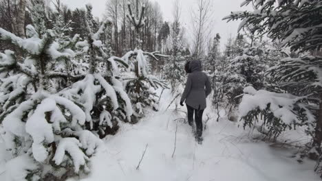 rearview follows woman walking through dense snow in pine tree forest