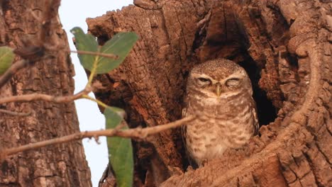 Hermoso-Pequeño-Búho-En-El-árbol