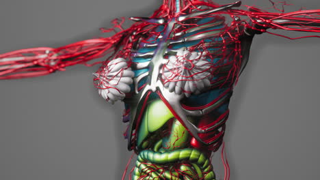 animation-of-human-internal-organs