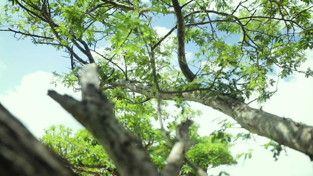Gimbal shot of tree top on sunny day. Low angle, shallow focus