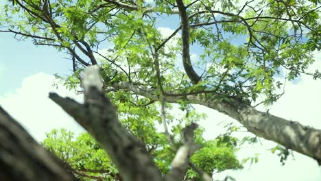 gimbal shot of tree top on sunny day. low angle, shallow focus