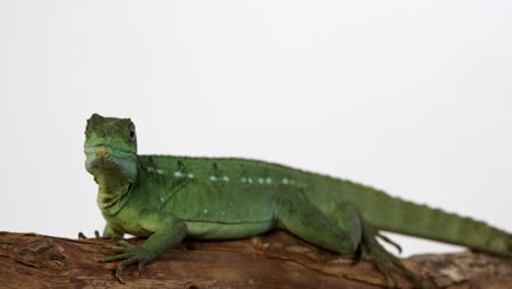 jesús lagarto basilisco verde se aleja de la cámara - aislado sobre fondo blanco.