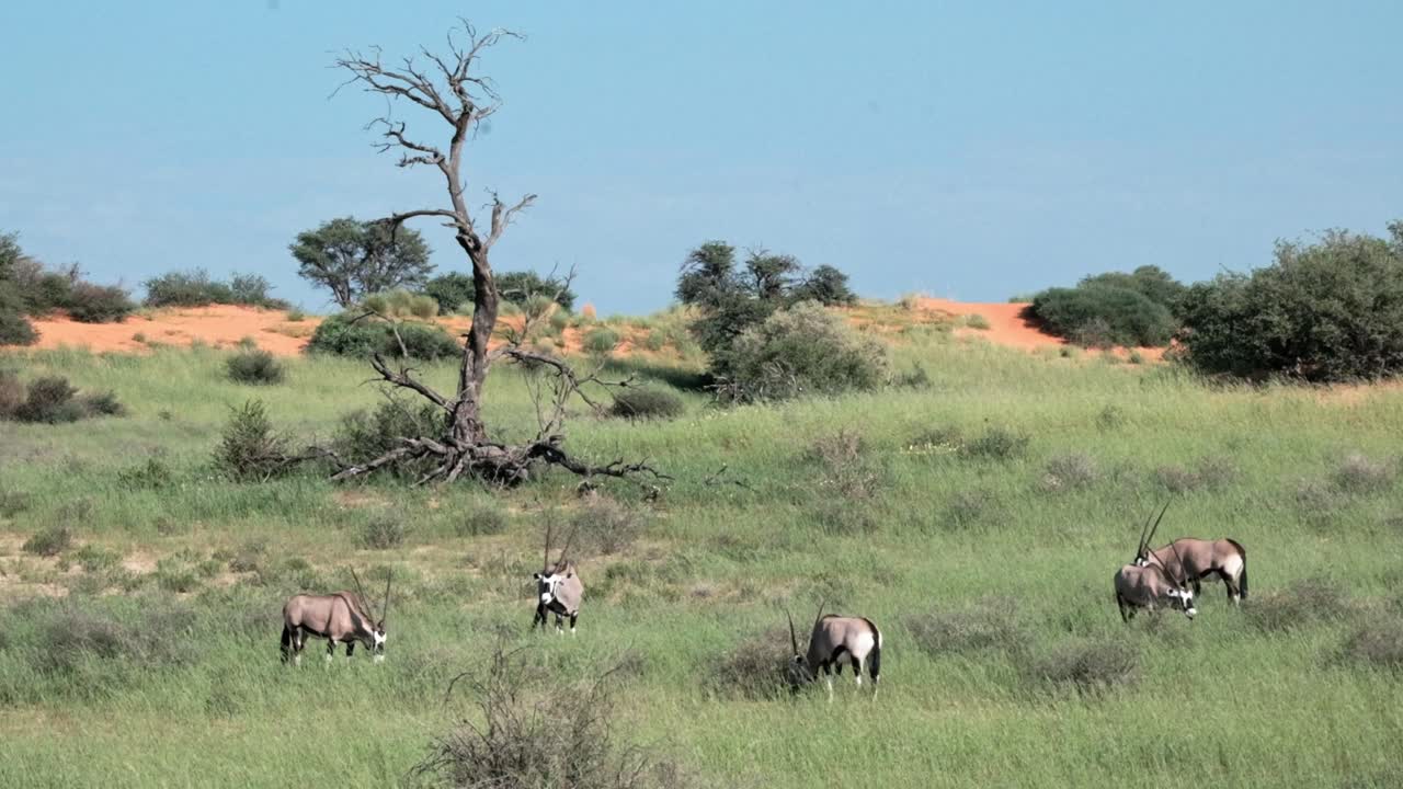A beautiful scene as Oryx, or Gemsbok, graze on lush green grass in the Kalahari after the rains, with a dead tree and some red sand dunes visible through the thick plant growth