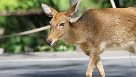 antelope strolling through khao kheow open zoo