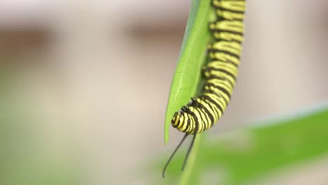 southern monarch caterpillar eats leaves of tropical milkweed plant