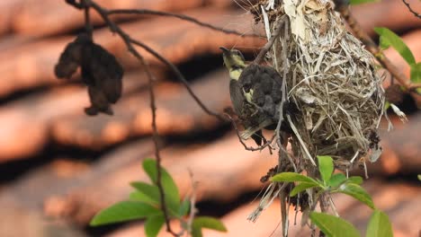 hummingbird -feeding food for chicks