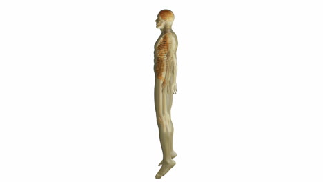 revolving human form showing organs