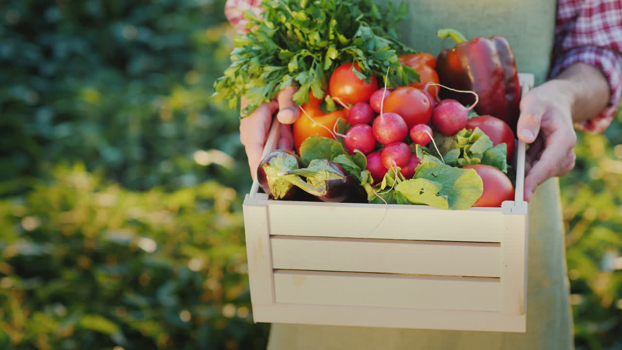 el agricultor sostiene una caja de madera con concepto de agricultura orgánica de verduras frescas