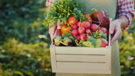 the farmer is holding a wooden box with fresh vegetables organic agriculture concept