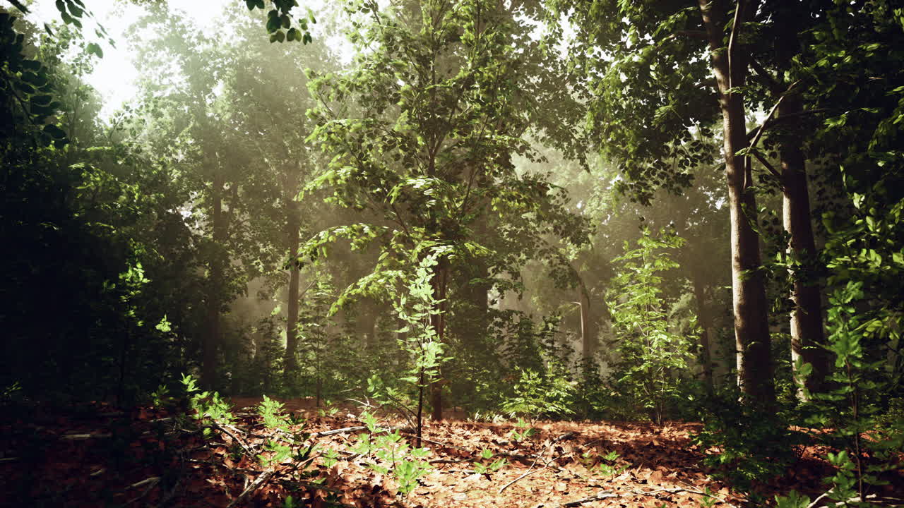 los rayos de sol filtrándose a través de un denso bosque verde