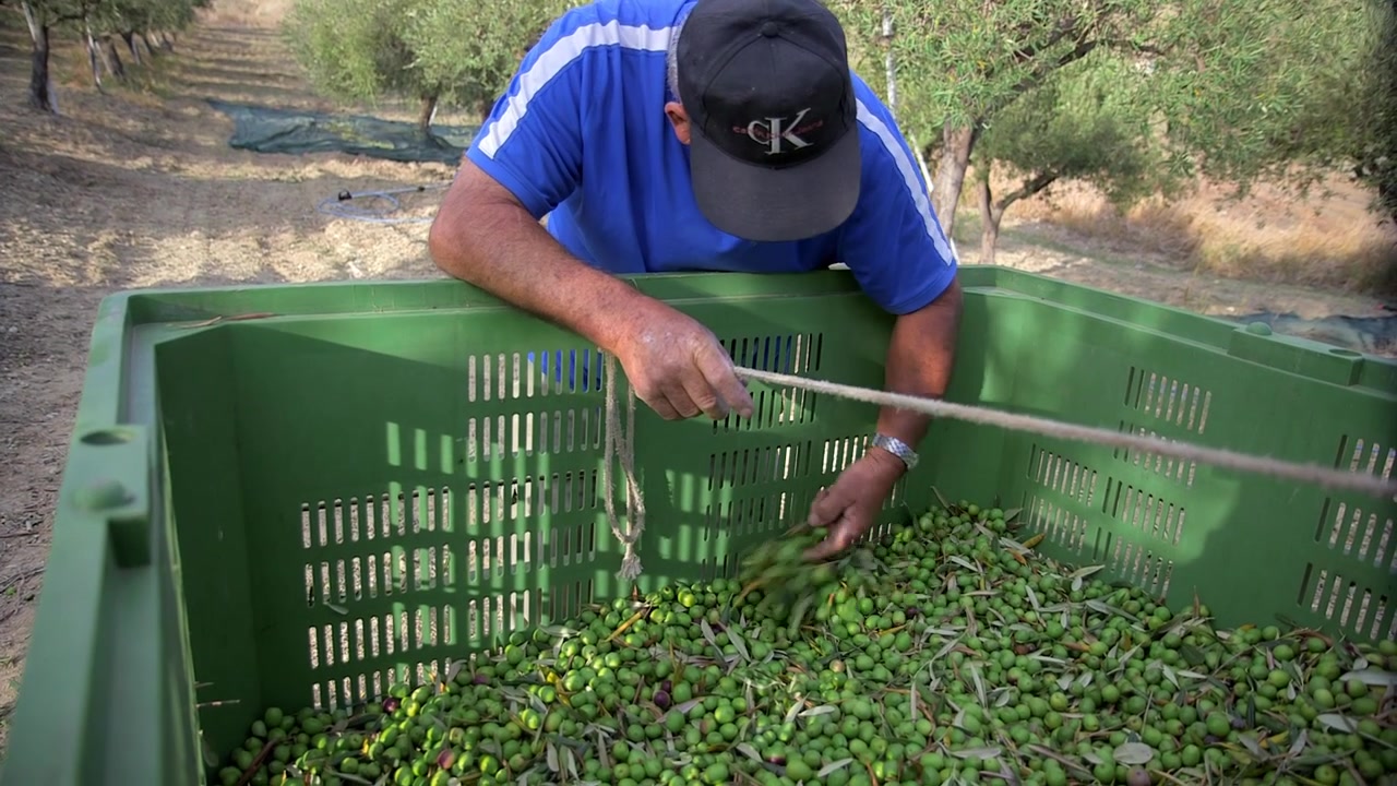 Uomo che seleziona olive verdi durante la raccolta nel campo