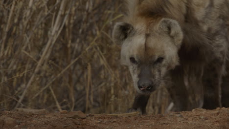 close up spotted hyena walking in slow motion