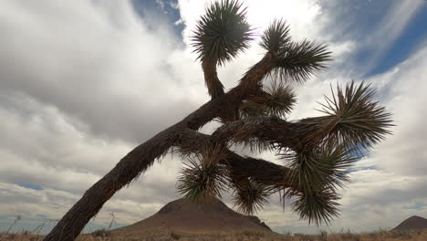 Joshua-Tree-En-Primer-Plano-Con-Montañas-Desérticas-En-El-Fondo-Y-Un-Increíble-Paisaje-De-Nubes-De-Lapso-De-Tiempo-Sobre-La-Cabeza