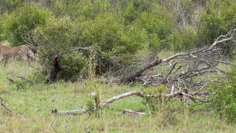 Dos-Cachorros-De-Guepardo-Se-Persiguen-Juguetonamente-En-Un-Denso-Bosque,-Kruger,-Sudáfrica,-Acinonyx-Jubatus-Jubatus