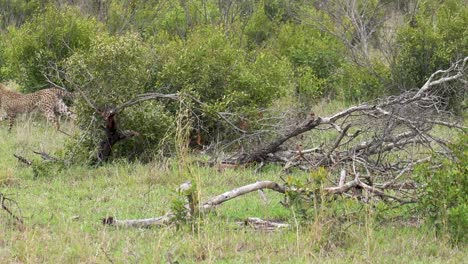 dos cachorros de guepardo se persiguen juguetónamente en un denso bosque, kruger, sudáfrica, acinonyx jubatus jubatus