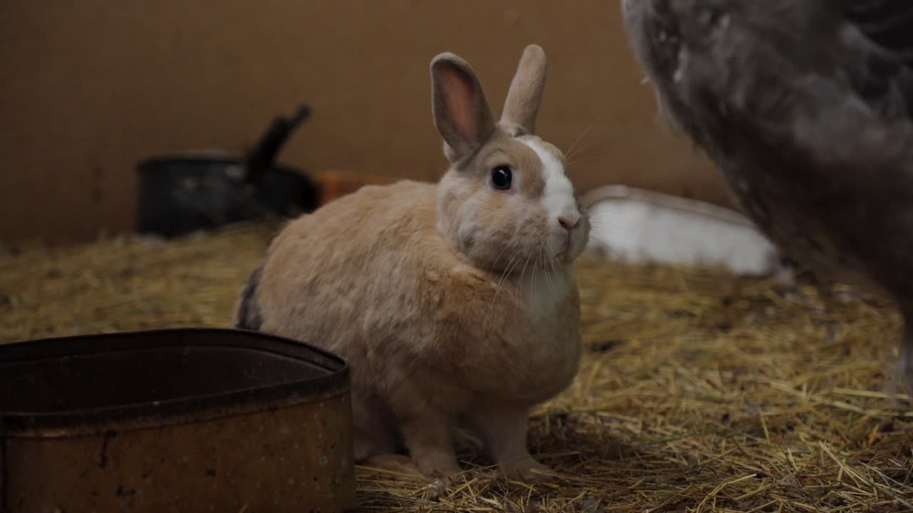 Cute domestic rabbit on a farm