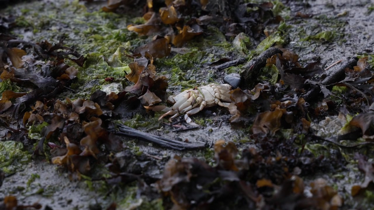 Dead crab on the sea floor surrounded by algae, establisher
