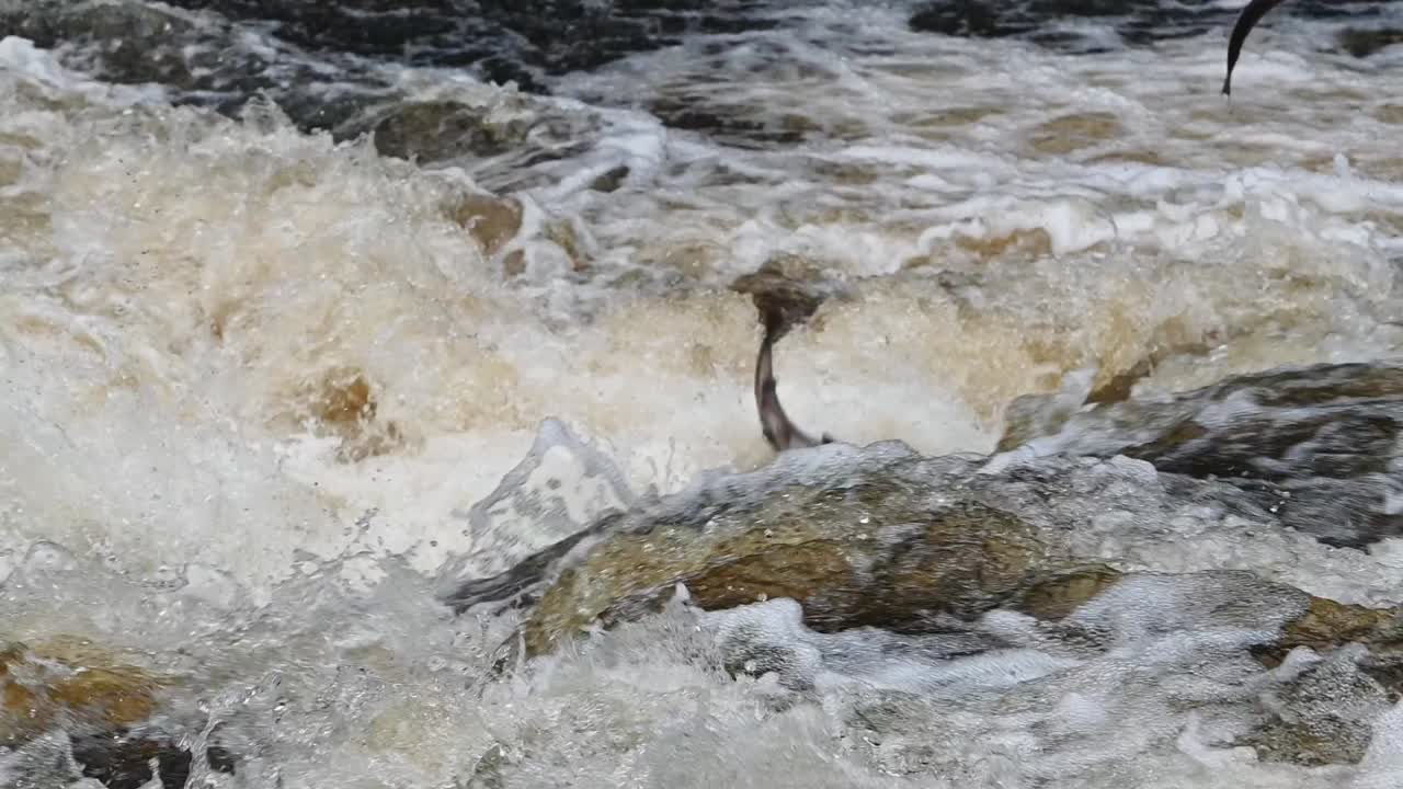 Two wild salmon jumping out from the water in slow motion
