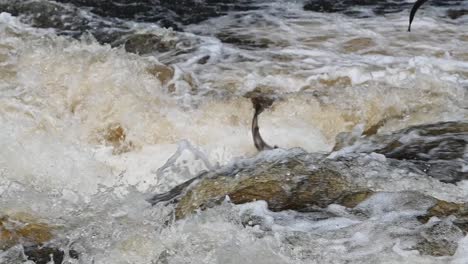 Zwei-Wilde-Lachse-Springen-In-Zeitlupe-Aus-Dem-Wasser