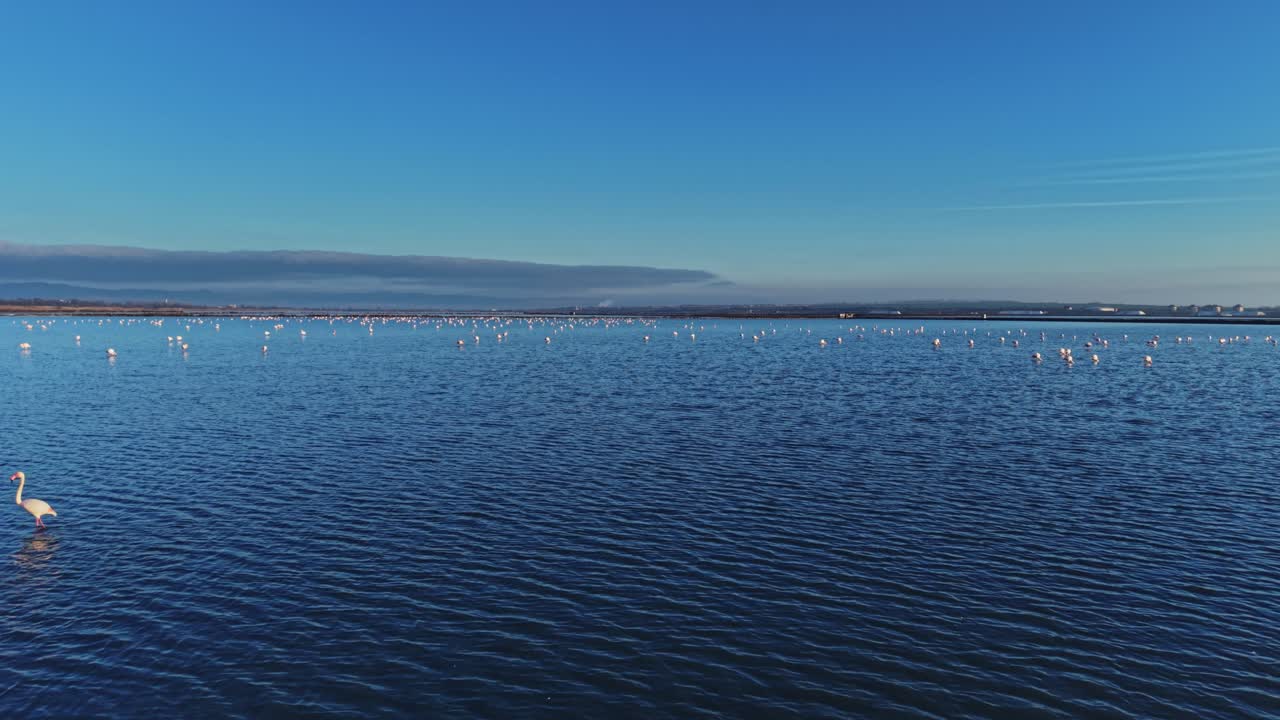 Enjoying the sunny day by the water with many flamingos searching for food