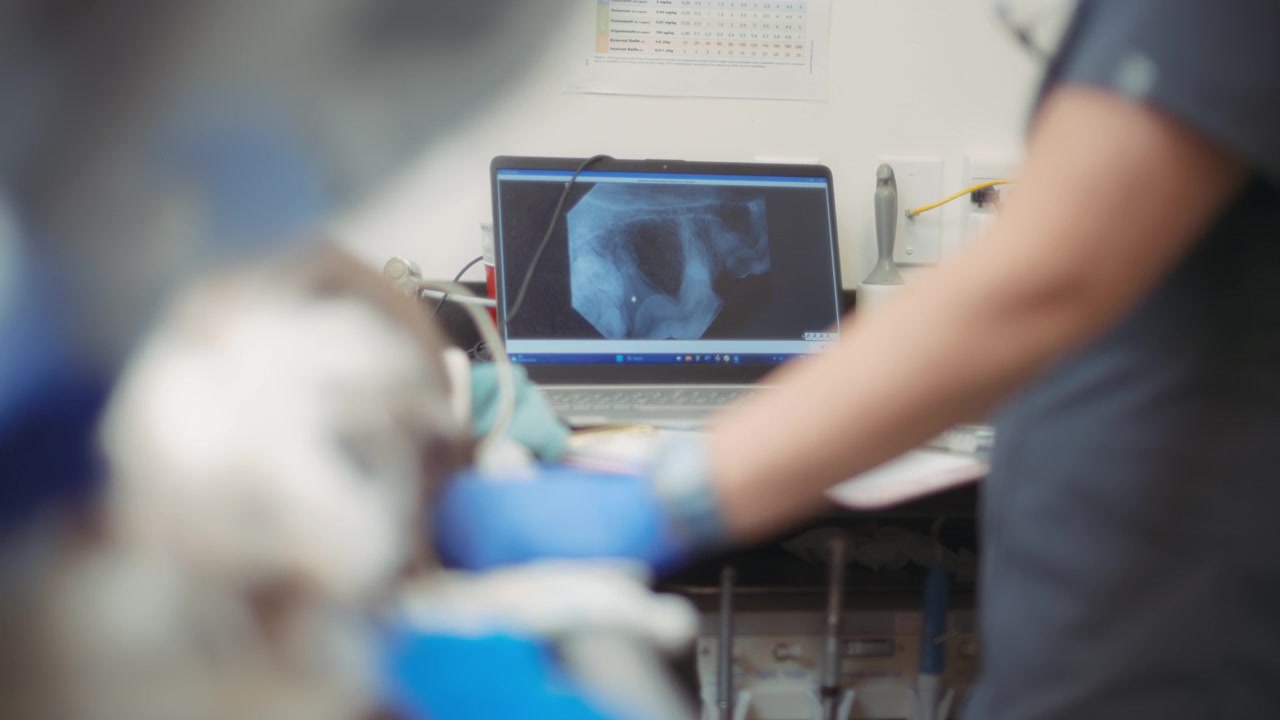 Veterinarian looks at the screen monitor
