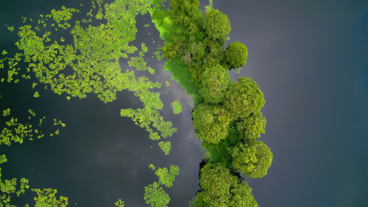 Aerial Top Down View Over Yellow Water-lilys and Trees Growing In Hillsborough River In Temple Terrace, Florida, USA