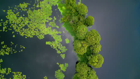 aerial top down view over yellow water-lilys and trees growing in hillsborough river in temple terrace, florida, usa