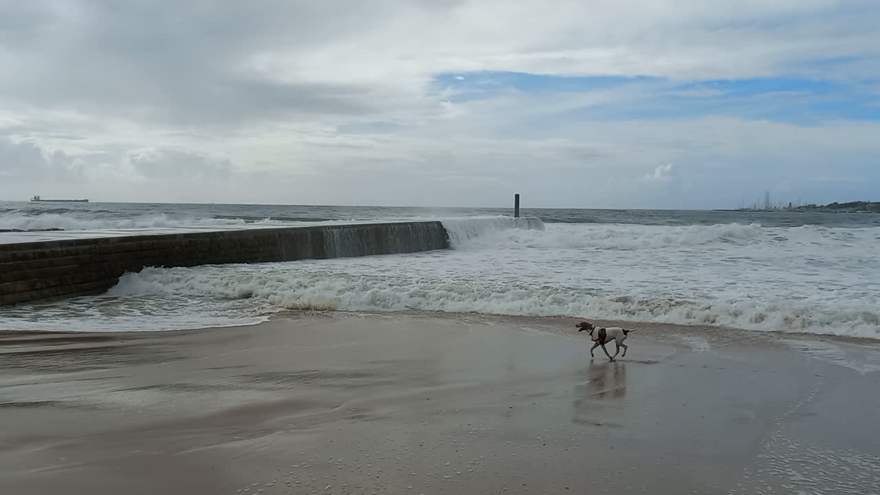 mar agitado con fuertes olas golpeando el muelle, un perro divirtiéndose corriendo por la playa con el agua