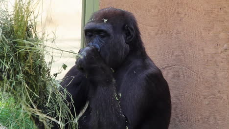 el gorila de las tierras bajas occidentales en el zoológico recoge cuidadosamente un puñado de hierba para comer