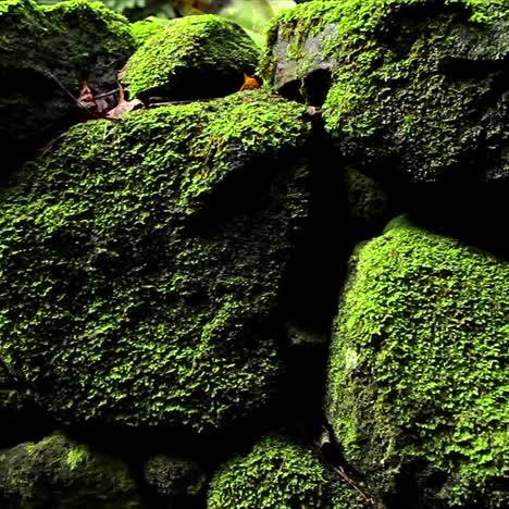 POV-moving-past-rocks-and-moss-and-lichen-in-a-rainforest