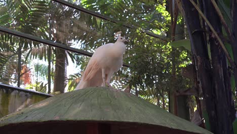 elegant rare white peacock with leucistic mutation, gracefully standing up high in an enclosed environment at langkawi wildlife park, malaysia, southeast asia, tilt up handheld motion shot