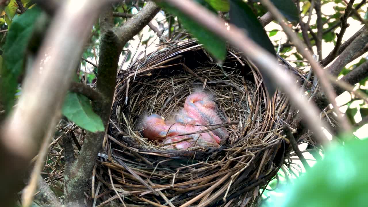 Three newly hatched baby Robin birds sitting in nest inside bush