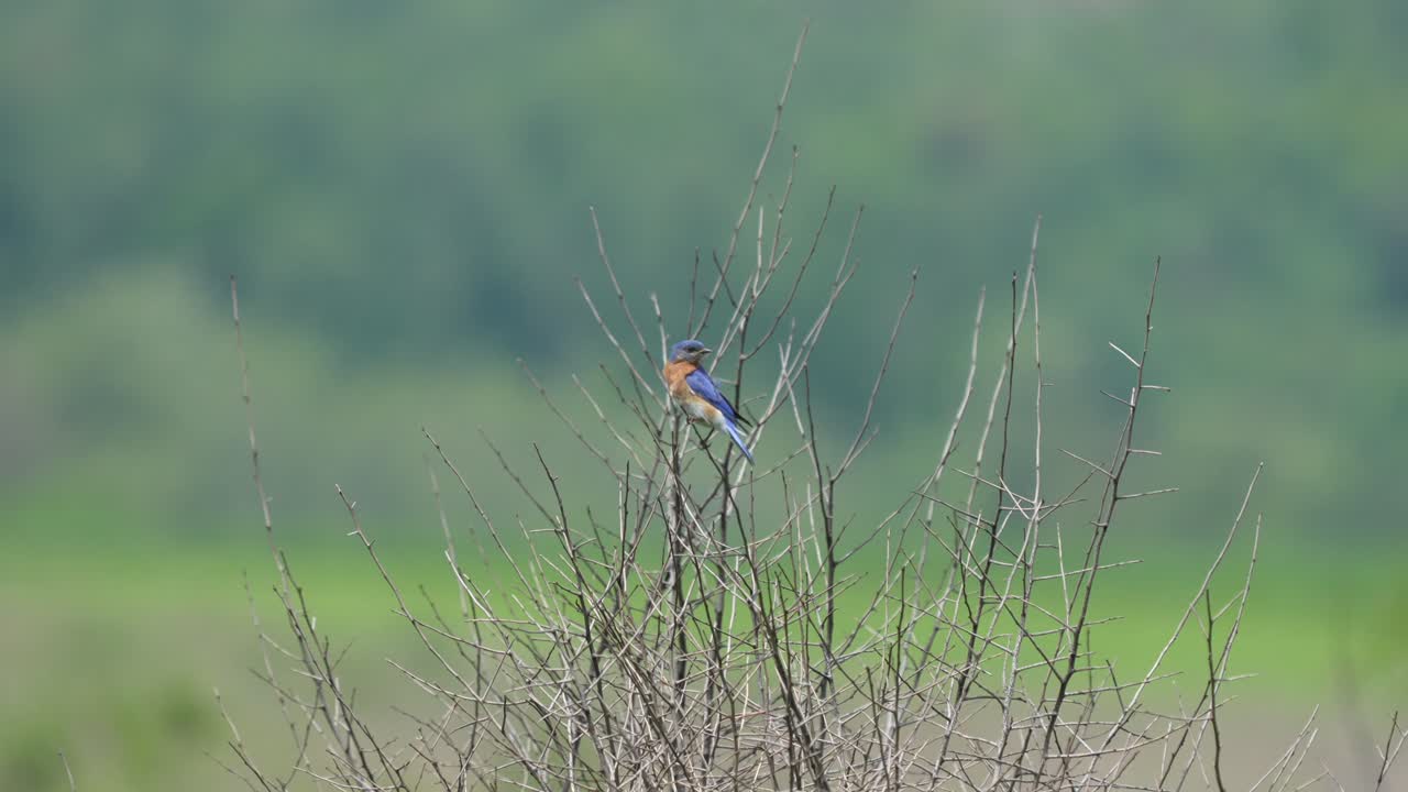 A bluebird perched on a twig of a small tree that is blowing in the wind.