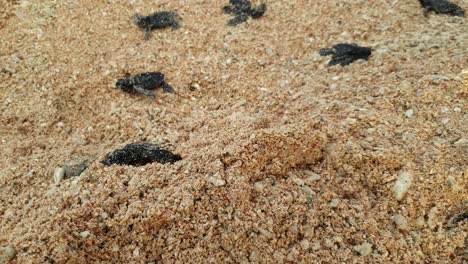 Baby-Unechte-Karettschildkröten,-Vom-Aussterben-Bedrohte-Arten,-Frisch-Geschlüpfte-Neugeborene,-Die-Am-Strand-Entlang-Zum-Meer-Schwimmen