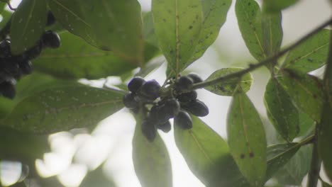 Pflanzen-Mit-Beeren-Und-Grünen-Blättern