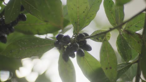 plantas con bayas y hojas verdes