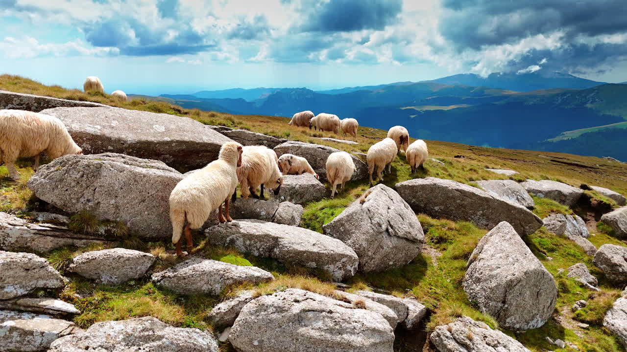 Pecore su una collina rocciosa. Soffici pecore pascolano pacificamente su un terreno roccioso sotto un cielo azzurro pieno di nuvole