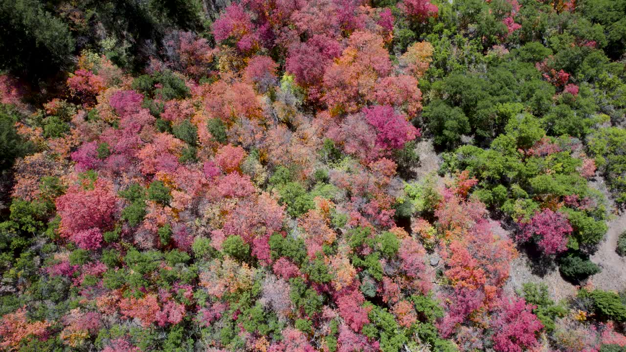 숲에 분홍색 단풍이 있는 나무, 유타의 아메리칸 포크 캐년