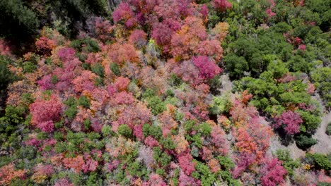 árboles con follaje rosa en el bosque, cañón de horquilla americana en utah