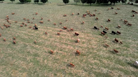 Vista-Aérea-De-Una-Gran-Manada-De-Vacas-Corriendo-En-Un-Prado