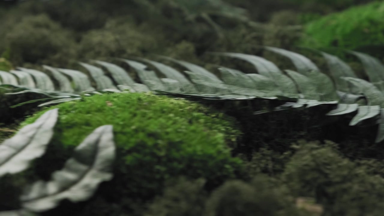 Estremo primo piano con ripresa slider di una parete di muschio verde testurizzata in stile foresta.