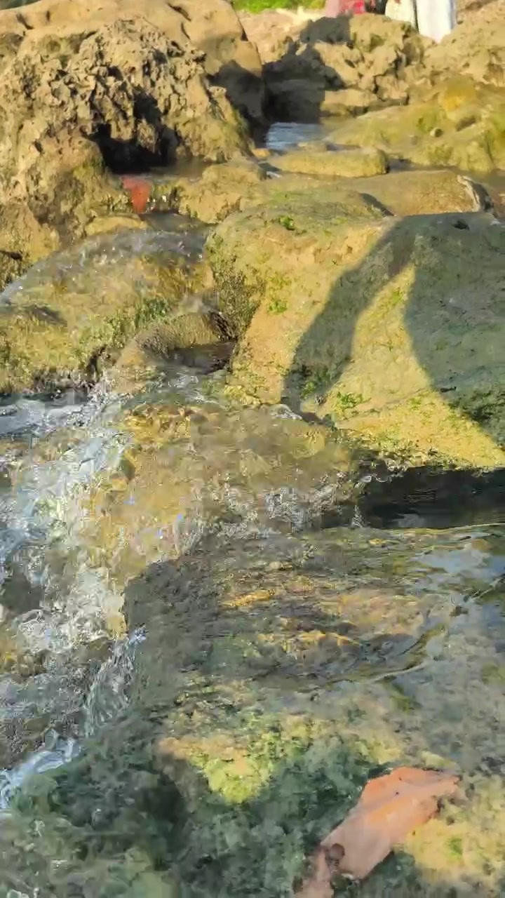 Acqua limpida che scorre su rocce muschiose in un ruscello