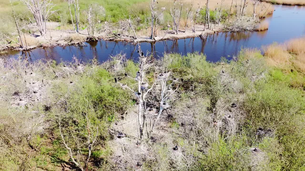 Drone turns and lifts revealing a vibrant cormorant nesting site near Liepāja
