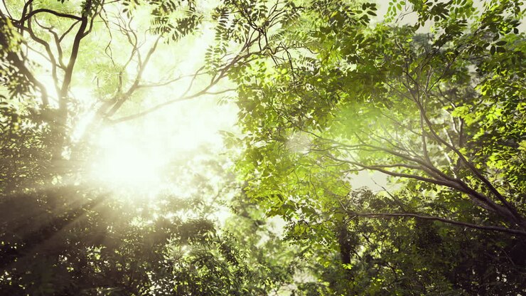 Sun shining through the trees in a forest
