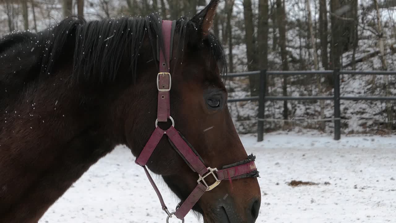 Brown horse outdoors in paddock on snowy winter day, close up, side portrait profile shot